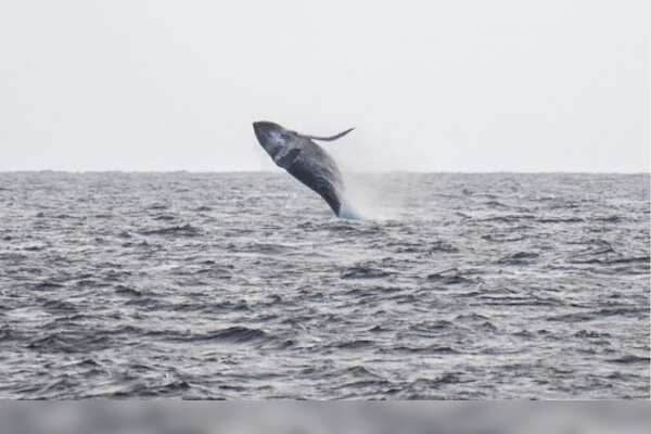 Unprecedented Decline in North Pacific Humpback Whale Population Linked to Marine Heatwaves